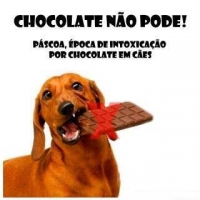 Páscoa chegando, e você que tem pet em casa deve ter Cuidado: chocolate é altamente tóxico para os cães