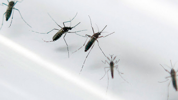 ALERTA: Cerca de 200 focos positivos para o aedes aegypti são encontrados em Guanhães