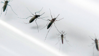 ALERTA: Cerca de 200 focos positivos para o aedes aegypti são encontrados em Guanhães