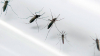 ALERTA: Cerca de 200 focos positivos para o aedes aegypti são encontrados em Guanhães