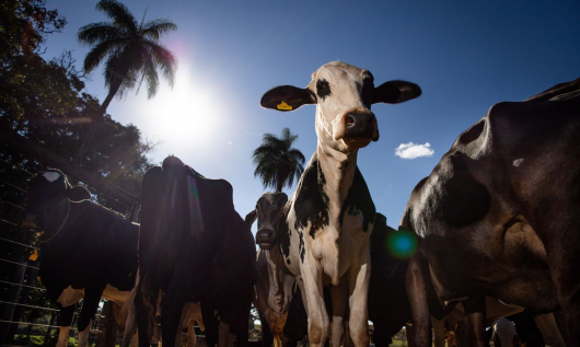 ATENÇÃO PRODUTOR RURAL: Começa hoje segunda etapa da vacinação contra febre aftosa