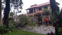 GUANHÃES: Internautas registram queda de galhos de árvore na Rua do Mercado