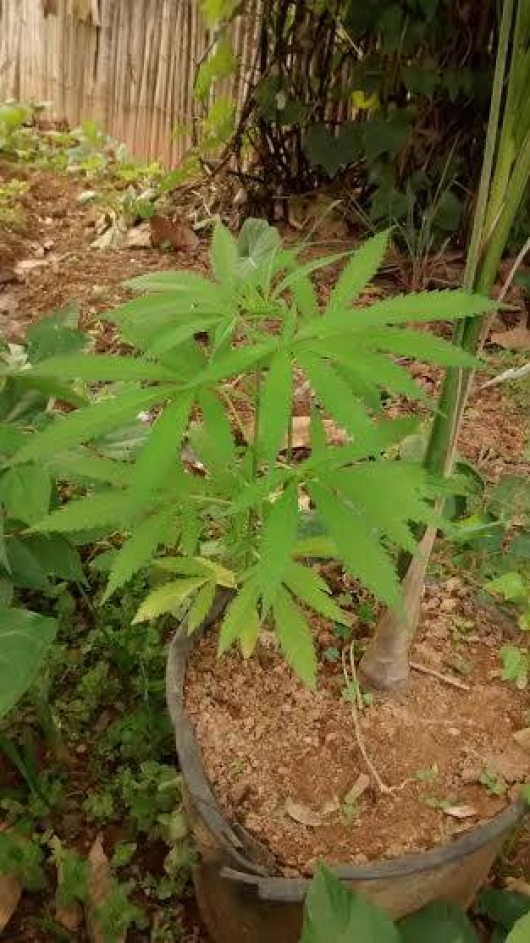 São João Evangelista: homem é preso após ser pego cultivando pés de maconha no quintal de casa