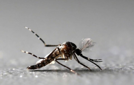 Municípios passam a ser obrigados a fazer levantamento de infestação por Aedes