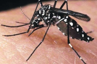 Guanhães: 88 notificações de dengue, cinco de Chikungunya e três de Zika foram registradas desde o início de 2016