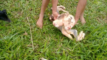 Guanhães: Cidadã registra nascimento de bezerra com duas cabeças em estrada da região