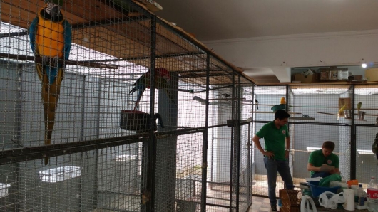 Operação em Guanhães apreende 54 pássaros silvestres, três deles em extinção