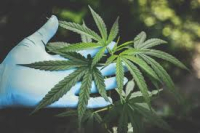 Anvisa Abre Consulta Pública para Revisão da Regulamentação de Produtos Derivados da Cannabis