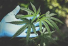 Anvisa Abre Consulta Pública para Revisão da Regulamentação de Produtos Derivados da Cannabis