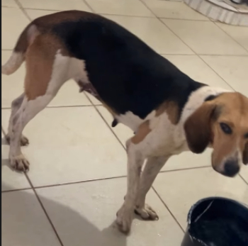 SOLIDARIEDADE PET: Moradores contam com ajuda da população para ajudar no tratamento de cadela de rua, vítima de zoofilia, no Bairro Jardins