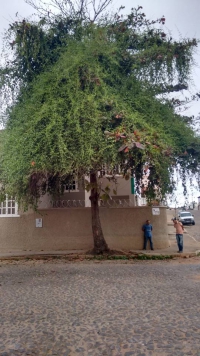 GUANHÃES: Poda/corte de árvores e limpeza de ribeirões são realizados antes do período chuvoso para prevenir transtornos na cidade