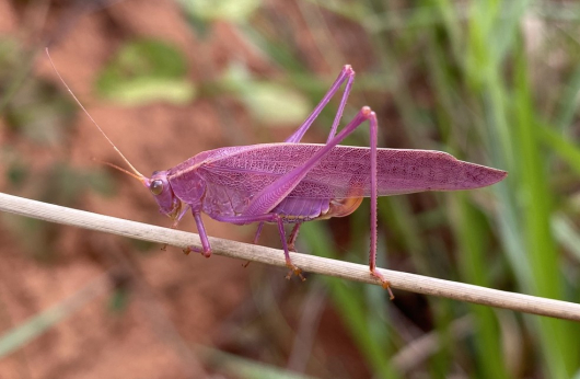 Rara na natureza, esperança cor-de-rosa é fotografada em Santa Maria do Suaçuí