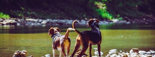 Estado fortalece políticas públicas de proteção a animais domésticos