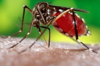 Mudança no clima pode ter agravado epidemia de dengue em Minas