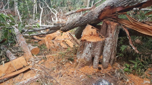 Homem é preso apor ser flagrado furtando madeira na zona rural de Rio Vermelho