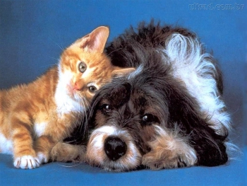 Câmara aprova projeto que criminaliza maus-tratos a cães e gatos