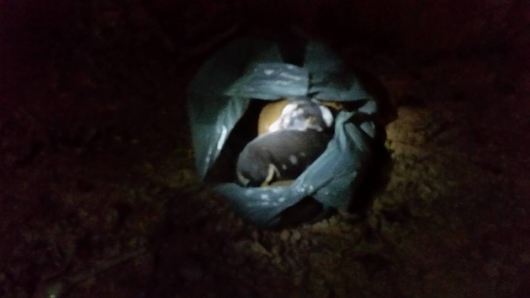 Filhotes de cães são encontrados dentro de saco de lixo em Guanhães