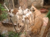 Protetores de animais se unem para cria&ccedil;&atilde;o de ONG em Ferros