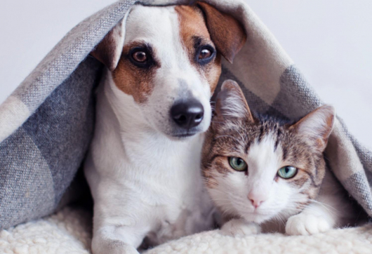 Você sabia que os pets também necessitam de cuidados especiais no inverno?