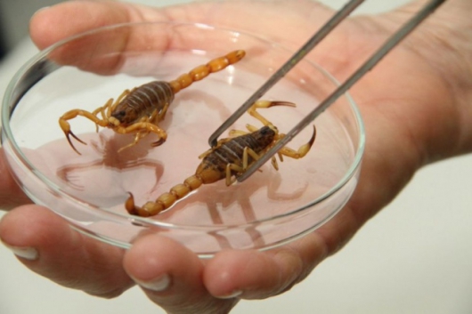 Venenos de vespa e escorpião podem auxiliar tratamento de tuberculose
