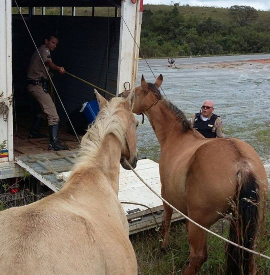EVITAR ACIDENTES: PM recolhe animais soltos das rodovias de Conceição do Mato Dentro