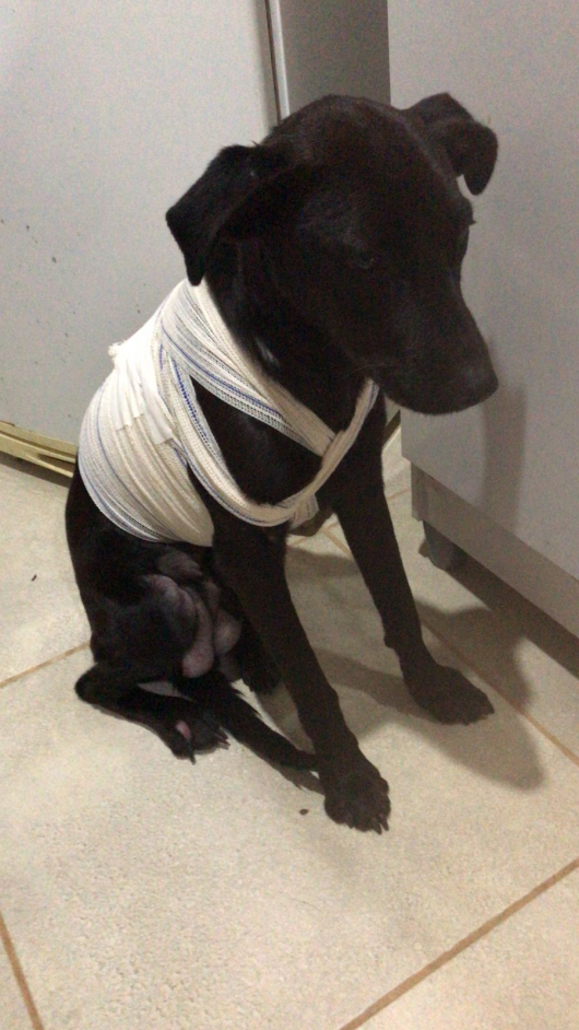 SOLIDARIEDADE PET: Conheça o caso da cachorrinha Raimunda e saiba como ajudar!