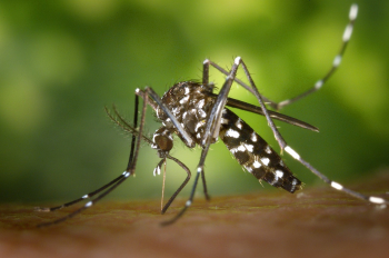 CHUVAS: Momento é propício para proliferação do Aedes Aegypti, e população deve se atentar aos cuidados