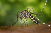 CHUVAS: Momento é propício para proliferação do Aedes Aegypti, e população deve se atentar aos cuidados