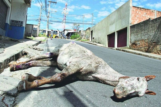 Casos de maus-tratos a animais cresceram 7% em Minas