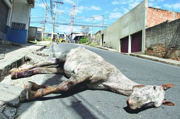 Casos de maus-tratos a animais cresceram 7% em Minas
