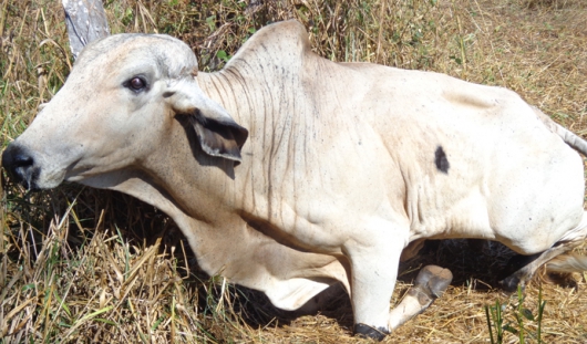 Guanhães registra a morte de um bovino por raiva animal