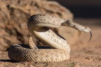 AUMENTO DE COBRAS NO CALOR: Saiba como agir ao encontrá-las em sua casa e em casos de acidentes