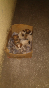 SOLIDARIEDADE PET: Filhotes de cães são colocados em caixa e abandonados na rua em Guanhães