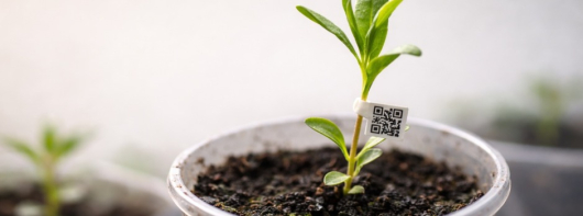 Instituto Mineiro de Agropecu&aacute;ria regulamenta com&eacute;rcio ambulante de mudas para beneficiar produtores e consumidores