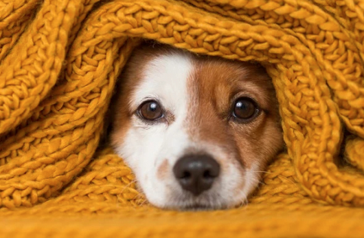 Animais também sentem frio e necessitam de cuidados especiais no inverno!