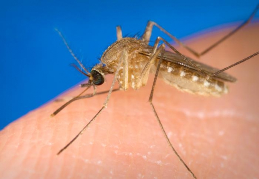 Pesquisadores da Fiocruz encontram vírus zika em pernilongo comum