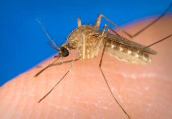 Pesquisadores da Fiocruz encontram vírus zika em pernilongo comum