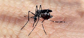 Brasil tem mais de 3.500 casos suspeitos de microcefalia associada ao vírus Zika