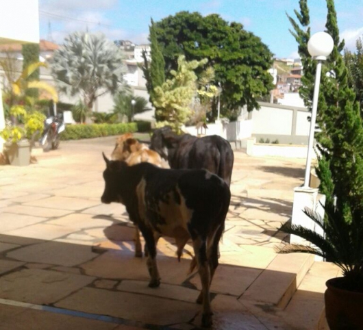 Mais de 30 mil visualizações: Invasão das vacas na casa de moradora em Guanhães viraliza na web