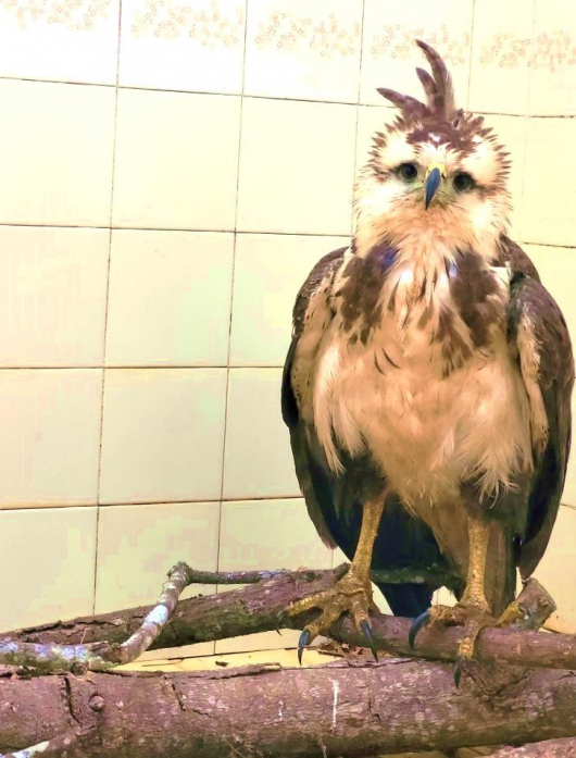 Núcleo de Proteção Ambiental do IFMG campus São João Evangelista divulga informações sobre águia raríssima que chegou à instituição