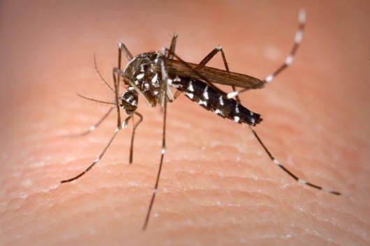 GUANHÃES: Comitê Municipal contra a Dengue vai realizar mutirão em combate às doenças transmitidas pelo Aedes Aegypti
