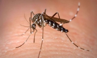 Minas Gerais registra 3 mortes por suspeita de dengue em 2019, diz Secretaria de Estado de Saúde