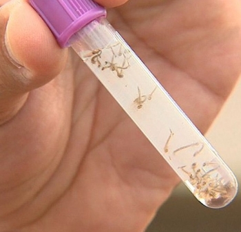 Secretaria de Saúde de MG confirma 65 mortes por causa da dengue