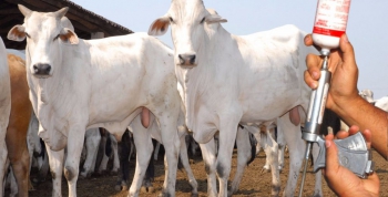 ATENÇÃO PRODUTORES DE GUANHÃES: Campanha de vacinação do gado contra febre aftosa termina nesta segunda-feira