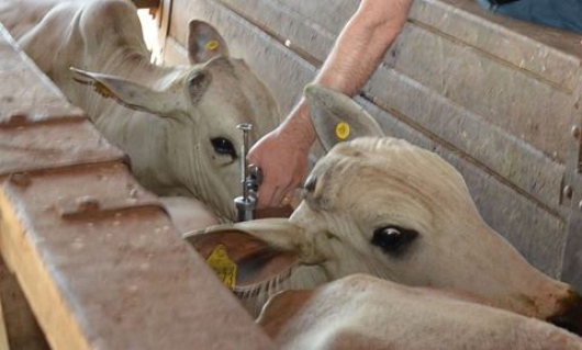 Atenção produtores: Prazo da 1ª etapa da campanha de vacinação contra aftosa termina na próxima terça