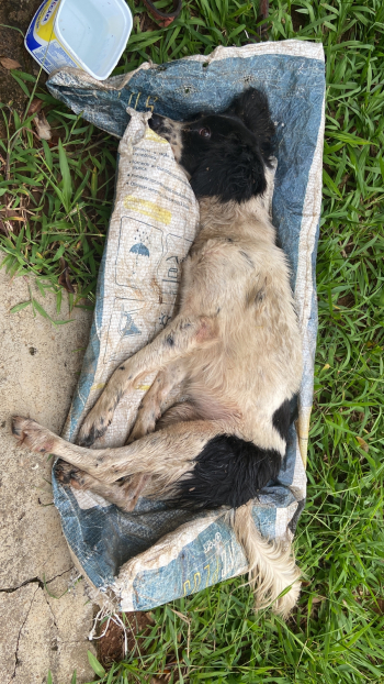 SOLIDARIEDADE PET: Cadelinha é encontrada viva dentro de caçamba de lixo, em Guanhães