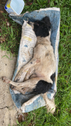 SOLIDARIEDADE PET: Cadelinha &eacute; encontrada viva dentro de ca&ccedil;amba de lixo, em Guanh&atilde;es