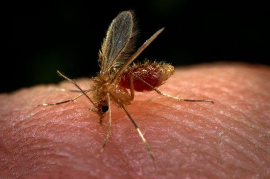 Conceição do Mato Dentro alerta para casos de leishmaniose visceral