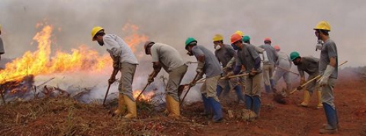 Estado abre inscrições para contratação temporária de 381 brigadistas