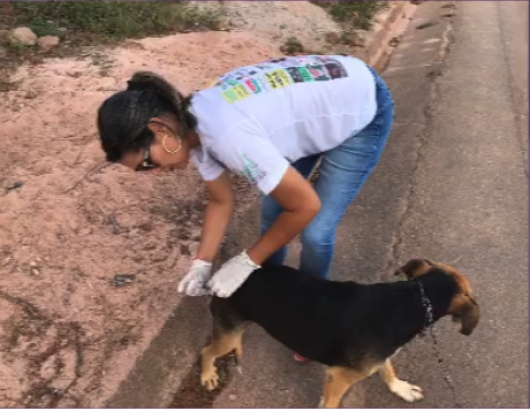 Pet Imune é Pet Saudável: ONG Pets de Rua e Adoção Guanhães adquire 150 doses da vacina importada